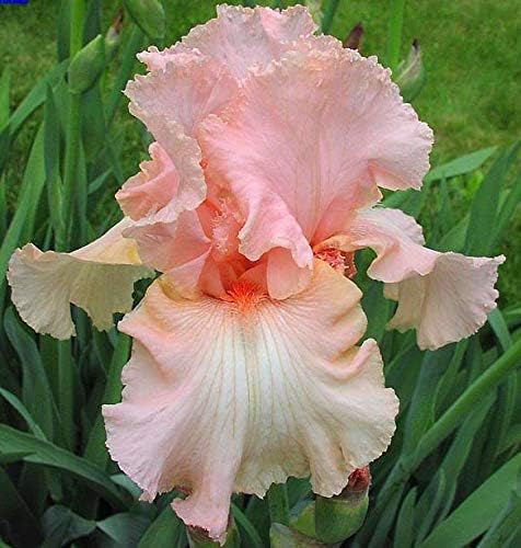 Supreme Pink Mix, Colorful Bearded REBLOOMING IRIS (1) Rhizome/Bulb/Root Ready for Planting Now