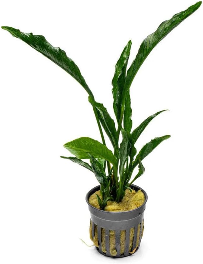 Anubias Nana Live Aquarium Plants - Potted Freshwater Plant for Fish Tanks, Terrariums - Beginner Friendly Low Light (1 Pot)