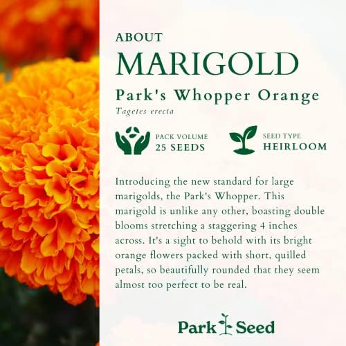 Park Seed Whopper Mix Marigold Flower Seeds – Giant 4-Inch Double Blooms in Yellow, Gold & Orange, Compact and Weather-Resistant Plants, Easy to Grow for Beds or Containers – Pack of 25