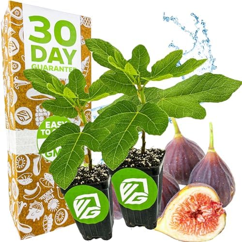 Chicago Hardy Fig Tree (1-Pack) Live Starter Plant by Wellspring Gardens | Ficus carica | Hardy & Fruitful | Ideal for Gardens | Purple-Skinned Fig | Edible Landscape Plant | Food forest