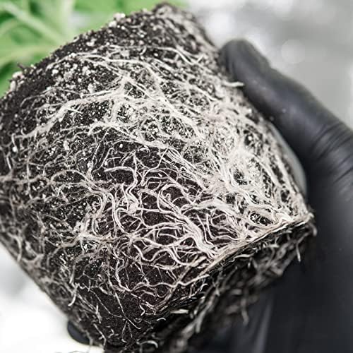 DaKine 420 CalMag 12-2-12 Indoor Plant Food & Fertilizer, 500g