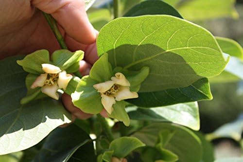 Lot of 3 Date Plum Persimmon Tree - Diospyros Lotus - Starter Plug (See State Restrictions)