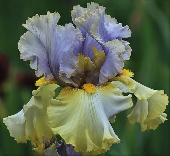 Let Evening Come, Colorful Bearded REBLOOMING IRIS (1) Rhizome/Bulb/Root Ready for Planting Now