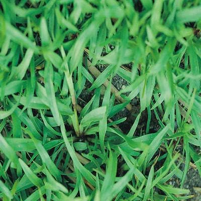 Carpetgrass Seeds Coated 2 Lbs (Carpet Grass Seed)