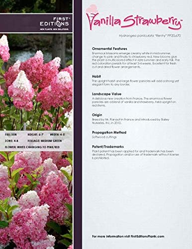 First Editions - Hydrangea pan. Vanilla Strawberry (Panicle Hydrangea) Shrub, white/pink/red flowers, #3 - Size Container