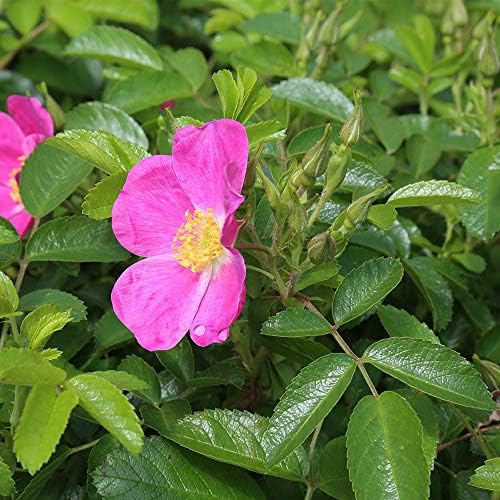 Heirloom Rugosa Roses, Live Own Root Plant, Rosalina