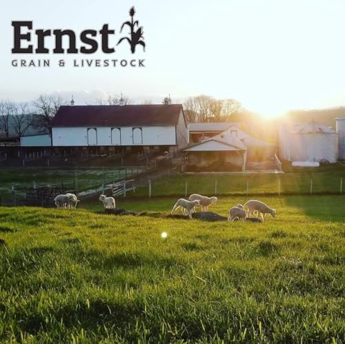 Ernst Grain & Livestock Black Oil Sunflower Seeds - Birdseed for Outside Feeders Wild Bird Food - Ideal Bird Seed for Cardinals