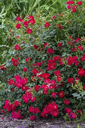 Drift Roses - Rosa Peach Drift (Rose) Rose, double peach flowers, #2 - Size Container