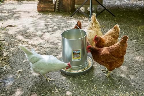 Little Giant® Hanging Metal Poultry Feeder | Chicken Feeder | Outdoor Hanging Bird Feeder | Galvanized Steel Feed Container with Hanging Handle | 40 Pound