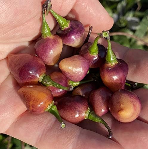 Pink Biquinho Pickling Pepper Premium Seeds for Planting Packet