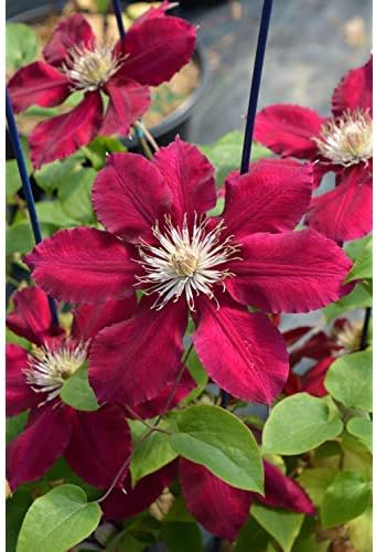 Raymond Evison Clematis - Clematis Giselle (Clematis) Perennial, pink flowers, 8`` - Size Container