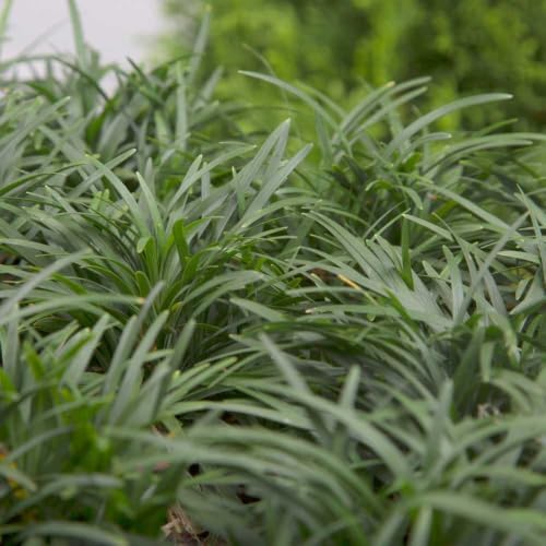 Dwarf Mondo Grass (Ophiopogon japonicus 'Nana') 18 Count Flat, 3.5" pots