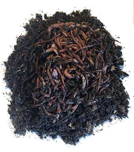 Nature's Little Recyclers 1,000+ Red Worms, Red Wigglers, Compost Earthworms, Organic, Sustainably Raised
