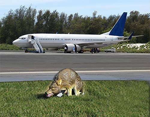 Bird-X 3D Coyote Decoy, Lifelike Predator Replica, Coyote Decoy with Moving Tail and Realistic Markings, Easy to Install, Covers up to 1 Acre of Land