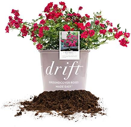 Perfect Plants Red Drift Roses Live Plants, 3 Gallon, Ground Cover Bush