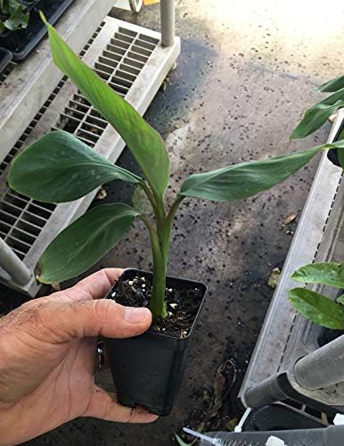 Manzano Apple Banana Plant ***Rare*** Live Manzano Apple Banana Tree