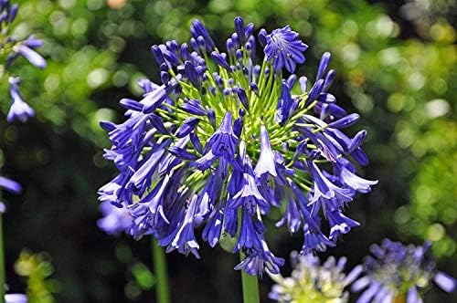 Storm Cloud | 3 Live Plants | Agapanthus Africanus | Drought Tolerant Perennials, Blue Flowering Plant, Long Blooming Garden, Evergreen Foliage