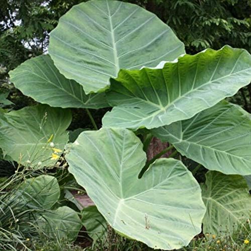 3 LIVE BULBS Colocasia gigantea Thailand Giant Thai Giant Elephant Ear Huge Leaf
