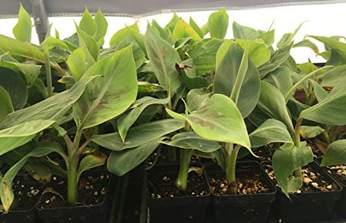 Manzano Apple Banana Plant ***Rare*** Live Manzano Apple Banana Tree