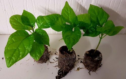 Live Plant- Aji Dulce #1 Pepper (4 plants),Known As Aji Cito, Aji Gustoso, Ají Cachucha & Sweet Habanero
