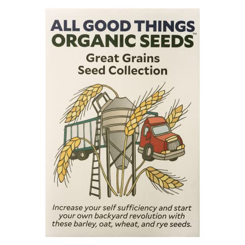 All Good Things Organic Hard Red Spring Wheat Seeds for Planting: 200 Count | Classic Bread-Baking Wheat, High-Protein Hard Red Kernels, Homestead Grain Plot Staple, Doubles as Cover Crop, Non-GMO
