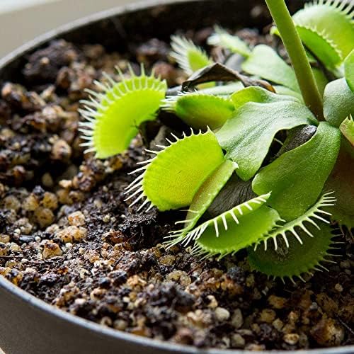 Perfect Plants Carnivorous Plant Soil, 4 qt, Venus Fly Trap Potting Mix
