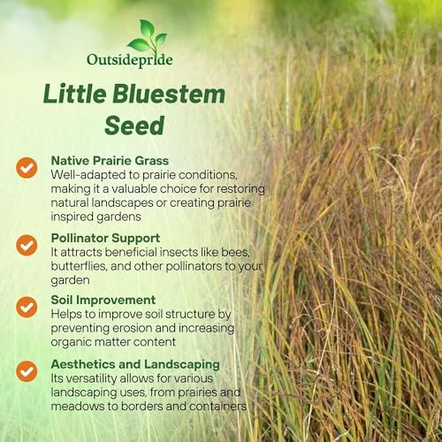 Outsidepride Perennial Little Bluestem Grass Seed - 1 lb. Warm Season, Drought Resistant, Long-Lived Native Prairie Grass Seed, Ideal for Erosion Control, Ornamental Landscaping & Wildlife Gardens
