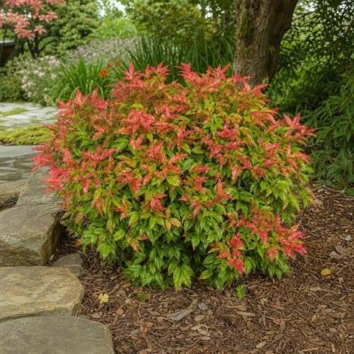 Heavenly Bamboo - Nandina Domestica - 1 Live Gallon Size Plant - Beautiful & Colorful Low Maintenance Foliage
