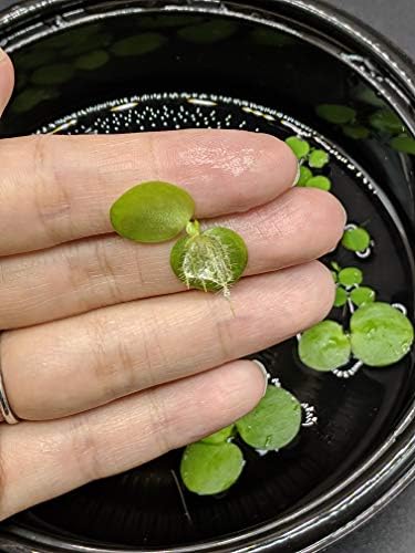6 Mini Amazon Frogbit + 6 Water Spangles Combo, Betta Fish Aquarium Floating Plants for beginners