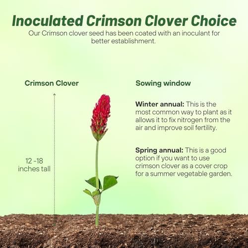 Outsidepride Crimson Clover Seeds - 10 lbs. Annual, Nitrocoated, & Inoculated Ground Cover Seeds, Ideal Clover Seed for Lawn, Cover Crop, Pasture, Hay, Green Manure & Wildlife Forage