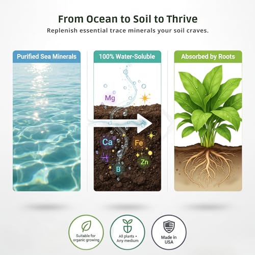 Ocean Magic Sea Mineral Fertilizer by GS Plant Foods(1 Gallon) - Soil Mineral Health Improvement Liquid Concentrate - Sea Minerals for Lawn and Turf, Gardens & House Plants