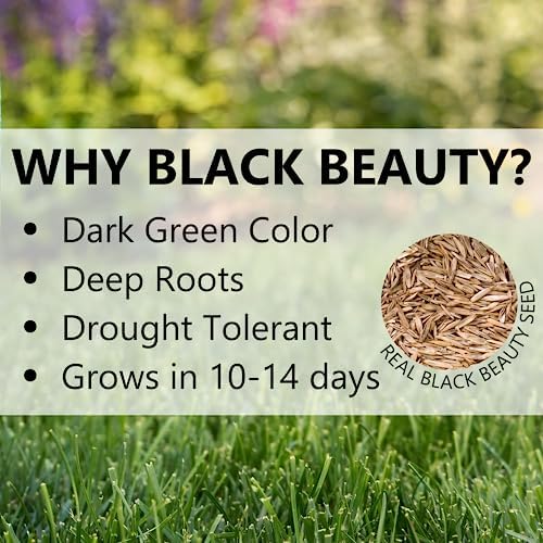 Jonathan Green (12005) Black Beauty Sun & Shade Grass Seed - Cool Season Lawn Seed (7 lb)