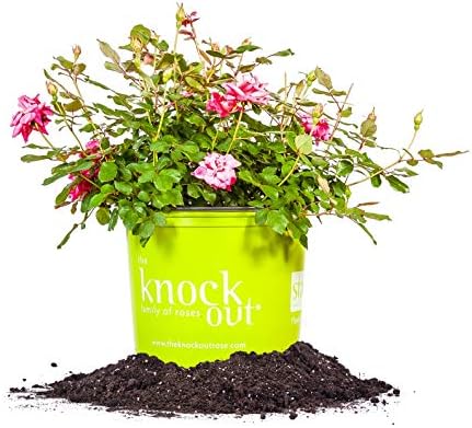 Double Pink Ko 1 Gallon
