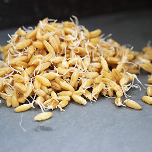Handy Pantry Organic Kamut Seeds – 35 lb – Bulk Ancient Grain | Emergency Food Storage, Baking, Sprouting, Milling