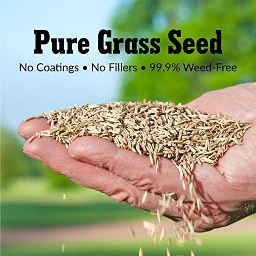 GreenView Pure Grass Seed Perennial Ryegrass Blend, 20 lb. Bag | Covers up to 10