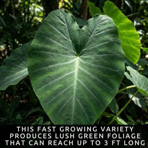 Giant Elephant Ear (3 Bulbs) Colocasia Esculenta - Beautiful Bulbs,tropical
