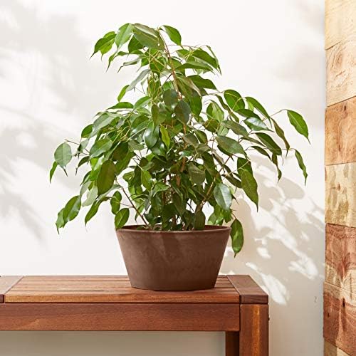 PSW Pot Collection TD25TC Plastic/Stone/Wood Composite Shallow Bulb Pan - No Drainage Hole (Drillable), Planter for Succulents, Bonsai, Fairy Gardens, Herbs, 10-inch, Terra Cotta Color