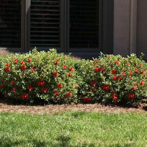 Brighter Blooms - Autumn Fire Encore Azalea Shrub, 1 Gal. - No Shipping to AZ