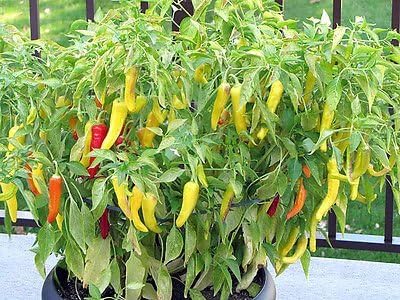 30 Hungarian Sweet Banana Wax Sweet Pepper Seeds Heirloom Non-GMO from USA | Prolific, Spicy, Delicious, Capsicum annuum