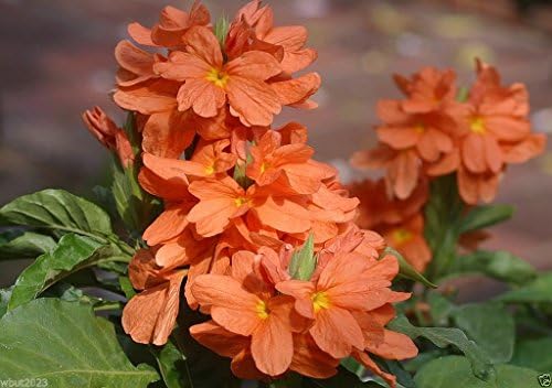 Crossandra Seeds,orange Marmalade -Firecracker Flower- Very Rare Tropical Plant