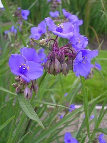 100 Ohio Spiderwort (Widows Tears/Bluejacket) Tradescantia Ohiensis Flower Seeds