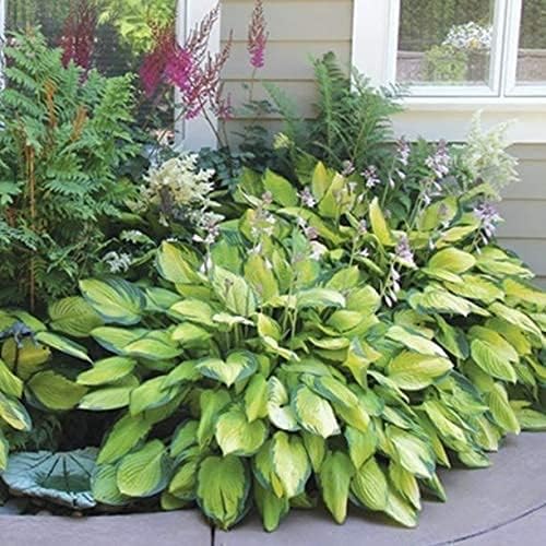 Great Deal - Ultimate Hosta Garden Collection 6-Pack of Bare Roots Hardy Mixed Heart-Shaped Hosta Rich Green Foliage, Low Maintenance