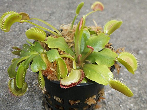 3 Small Venus Flytraps - Fly Trap - (Dionaea Muscipula) Carnivorous Plant 3 Inch Pot
