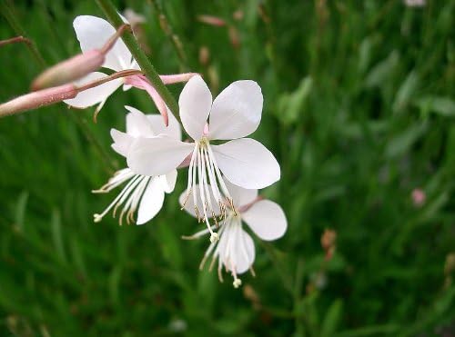100 White GAURA Whirling Butterflies Gaura Lindheimeri Flower Seeds