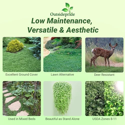 Outsidepride Perennial Dichondra Repens Seeds - 2 lbs Dense Green, Low-Maintenance Ground Cover Seeds for Planting, Ideal Lawn Alternative in Sun or Shady Areas & Erosion Control in USDA Zones 8-11