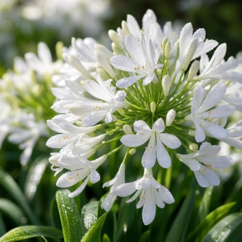 Agapanthus Africanus Getty White | 60 Live Plants | Evergreen Perennial, Summer Blooms, Long-Lasting Flowers, Low Maintenance, Container Friendly, Dramatic Foliage, Pollinator Friendly