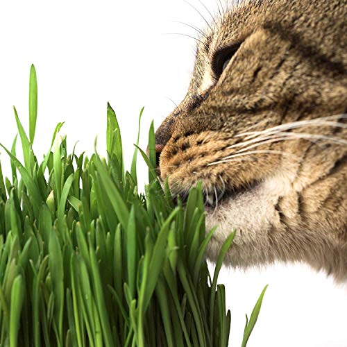 Handy Pantry Organic Hard Red Wheat Seed 35 Lb Non-GMO Grow Wheatgrass | Flour, Grain & Bread, Emergency Food Storage