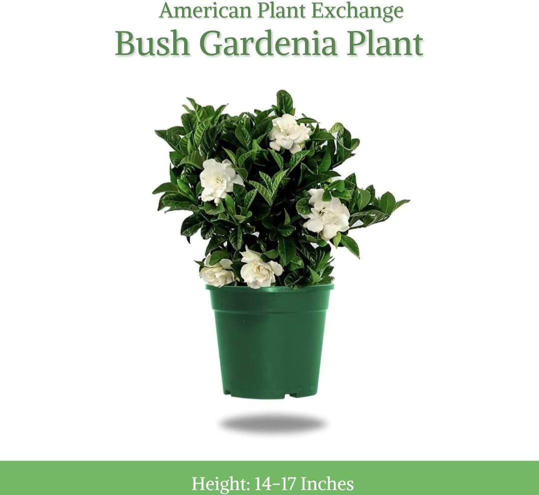 American Plant Exchange Gardenia Tree – Live Evergreen in Large 8-Inch Pot, Fragrant White Blooms, Easy-Care Indoor & Outdoor Flowering Tree for Home, Patio & Garden Décor