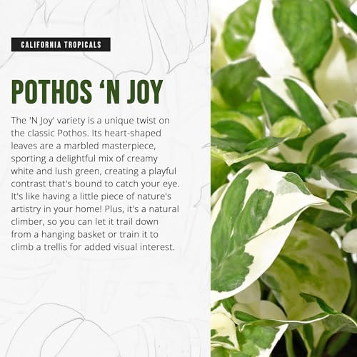 California Tropicals Pothos 'N Joy - 4" Live Plant - Variegated White and Green Leaves - Easy to Care for - Perfect for Home Decor, Gifts