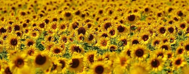 Black Oil Sunflower Seed 4 LB
